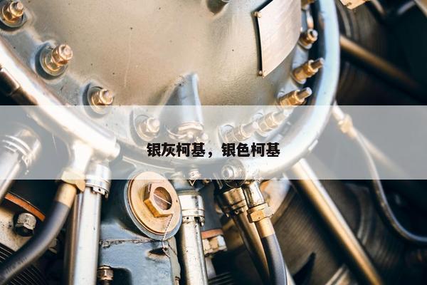 银灰柯基，银色柯基