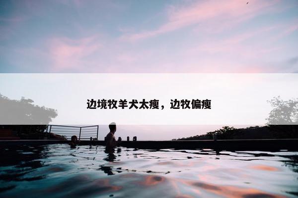 边境牧羊犬太瘦，边牧偏瘦