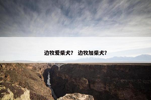 边牧爱柴犬？ 边牧加柴犬？