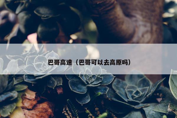 巴哥高速（巴哥可以去高原吗）