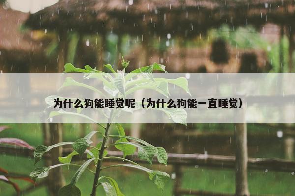 为什么狗能睡觉呢（为什么狗能一直睡觉）