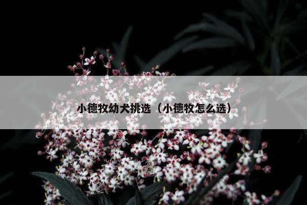 小德牧幼犬挑选（小德牧怎么选）
