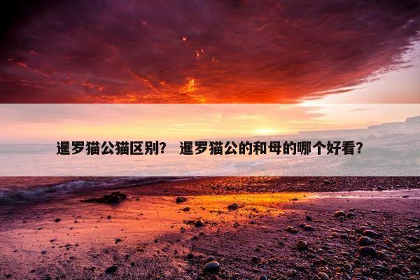 暹罗猫公猫区别？ 暹罗猫公的和母的哪个好看？