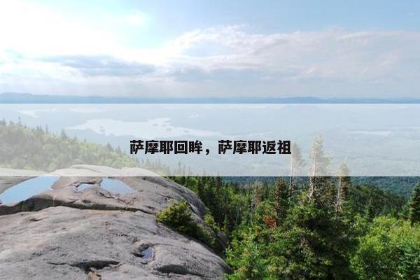 萨摩耶回眸，萨摩耶返祖