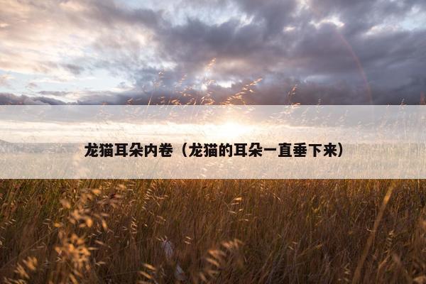 龙猫耳朵内卷（龙猫的耳朵一直垂下来）