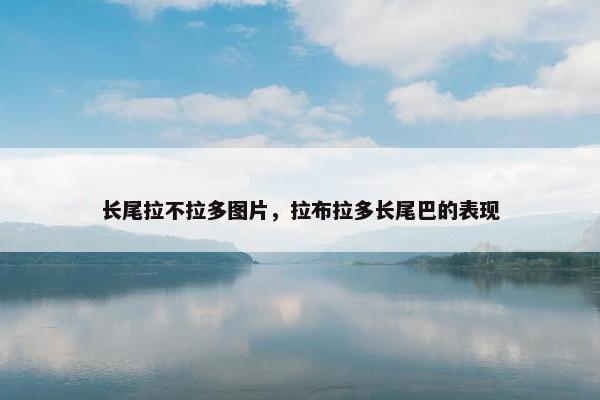 长尾拉不拉多图片，拉布拉多长尾巴的表现