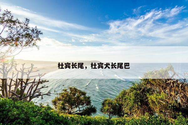 杜宾长尾，杜宾犬长尾巴