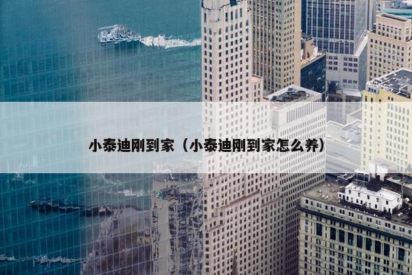 小泰迪刚到家（小泰迪刚到家怎么养）