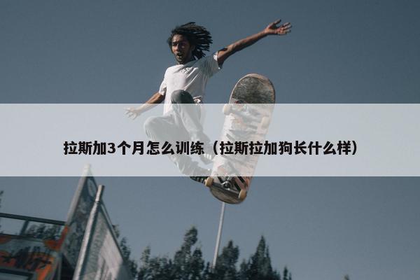 拉斯加3个月怎么训练（拉斯拉加狗长什么样）