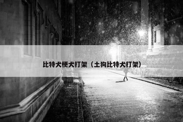 比特犬梗犬打架（土狗比特犬打架）