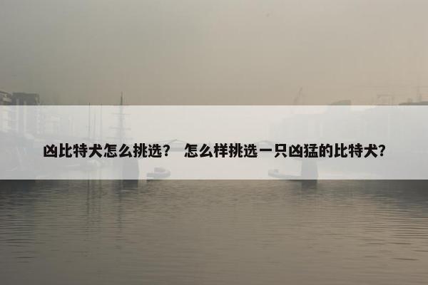 凶比特犬怎么挑选？ 怎么样挑选一只凶猛的比特犬？