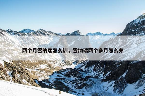 两个月雪纳瑞怎么训，雪纳瑞两个多月怎么养