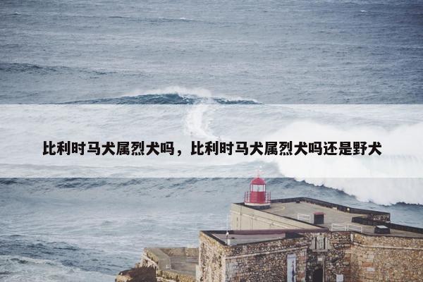 比利时马犬属烈犬吗，比利时马犬属烈犬吗还是野犬