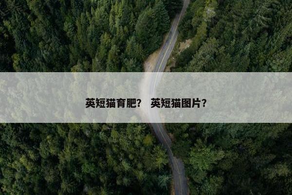 英短猫育肥？ 英短猫图片？