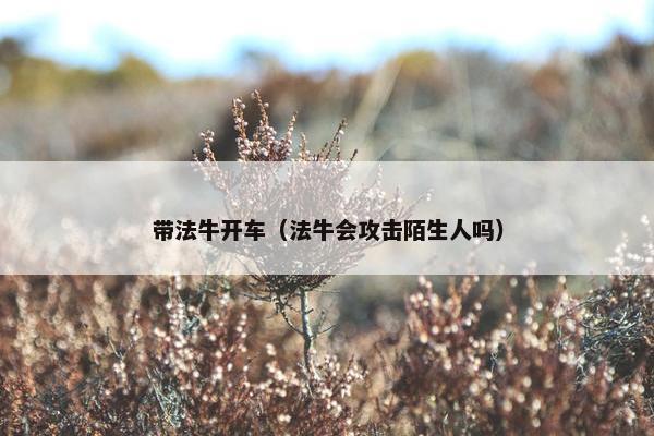 带法牛开车（法牛会攻击陌生人吗）