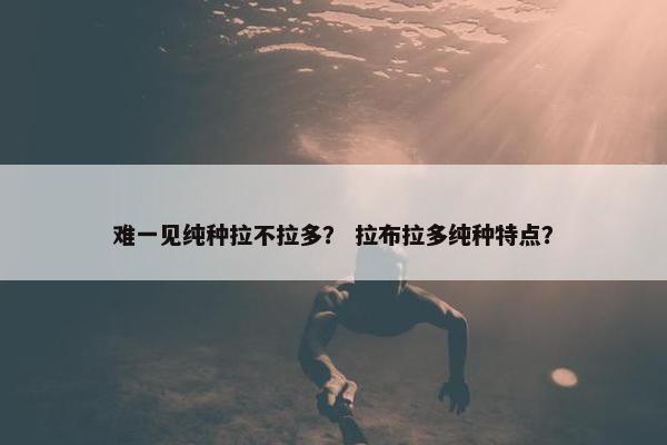 难一见纯种拉不拉多？ 拉布拉多纯种特点？