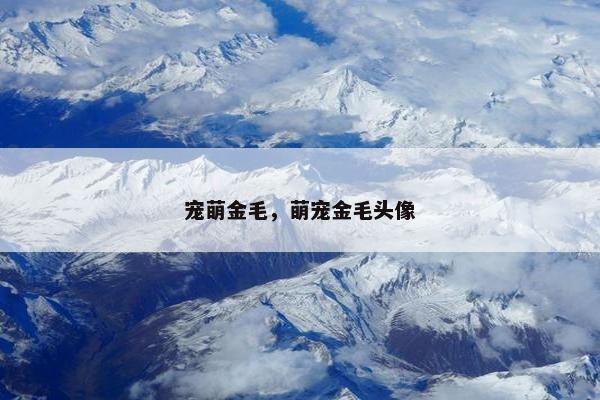 宠萌金毛，萌宠金毛头像