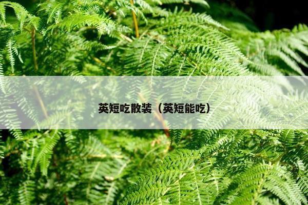 英短吃散装（英短能吃）