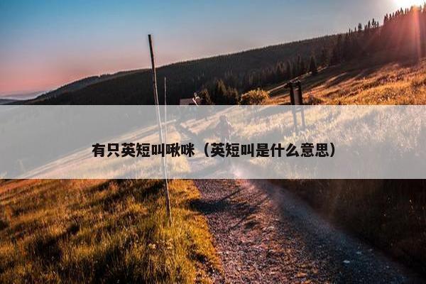 有只英短叫啾咪（英短叫是什么意思）