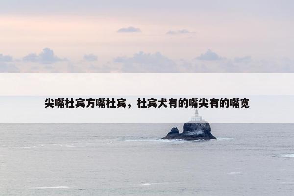 尖嘴杜宾方嘴杜宾，杜宾犬有的嘴尖有的嘴宽