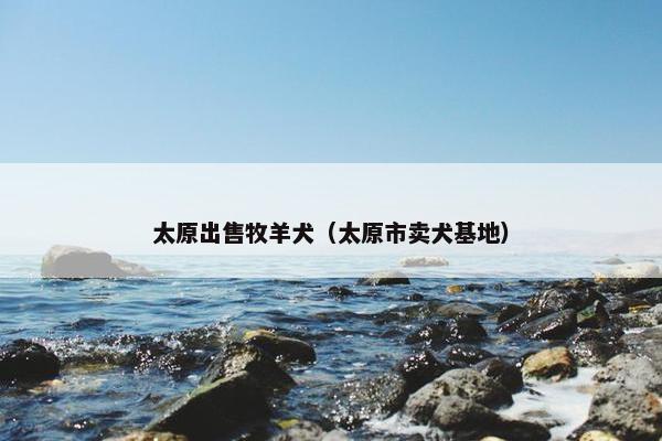 太原出售牧羊犬（太原市卖犬基地）