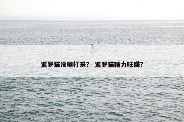 暹罗猫没精打采？ 暹罗猫精力旺盛？
