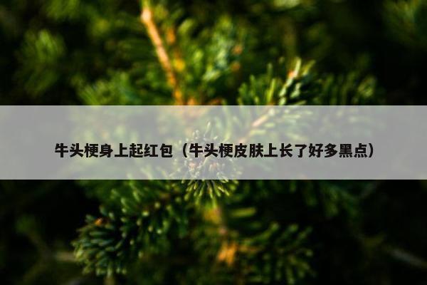 牛头梗身上起红包（牛头梗皮肤上长了好多黑点）
