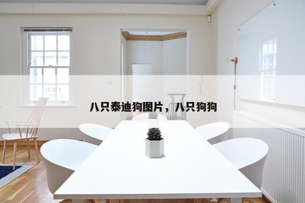 八只泰迪狗图片，八只狗狗