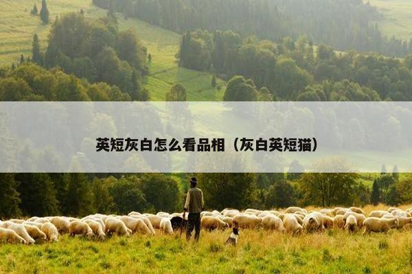 英短灰白怎么看品相（灰白英短猫）