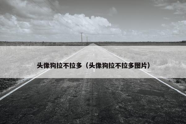 头像狗拉不拉多（头像狗拉不拉多图片）