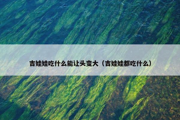 吉娃娃吃什么能让头变大（吉娃娃都吃什么）