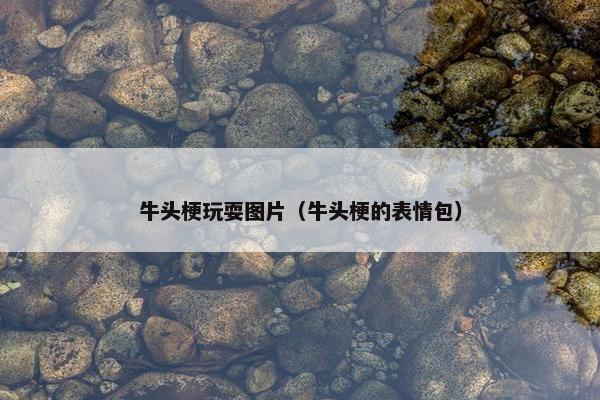 牛头梗玩耍图片（牛头梗的表情包）