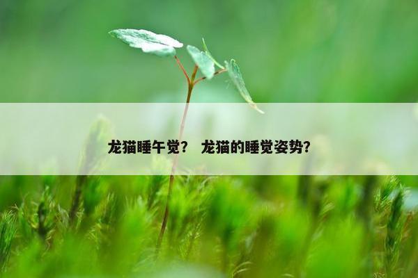 龙猫睡午觉？ 龙猫的睡觉姿势？