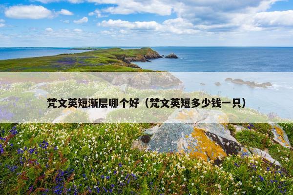 梵文英短渐层哪个好（梵文英短多少钱一只）