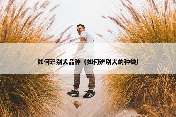 如何识别犬品种（如何辨别犬的种类）