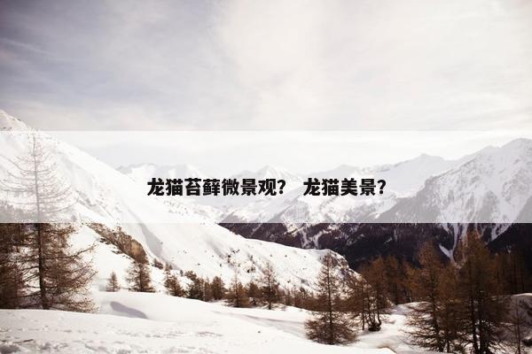 龙猫苔藓微景观？ 龙猫美景？