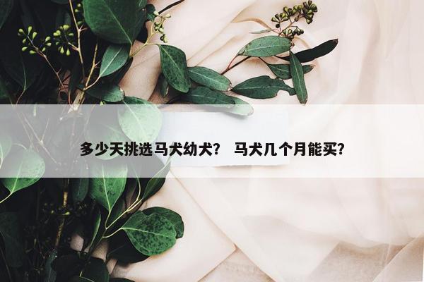 多少天挑选马犬幼犬？ 马犬几个月能买？