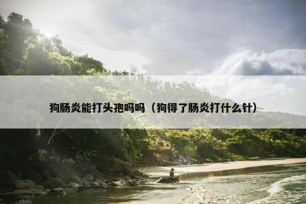 狗肠炎能打头孢吗吗（狗得了肠炎打什么针）