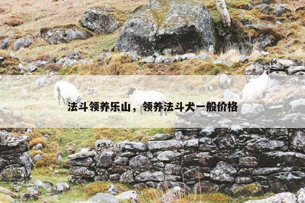 法斗领养乐山，领养法斗犬一般价格