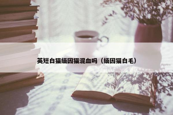 英短白猫缅因猫混血吗（缅因猫白毛）