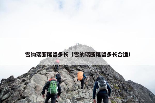 雪纳瑞断尾留多长（雪纳瑞断尾留多长合适）
