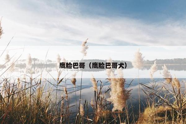 鹰脸巴哥（鹰脸巴哥犬）