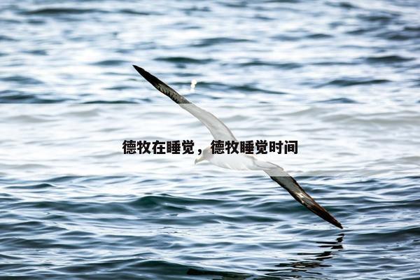 德牧在睡觉，德牧睡觉时间
