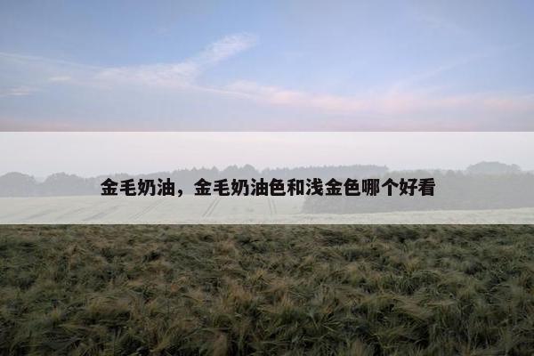 金毛奶油，金毛奶油色和浅金色哪个好看