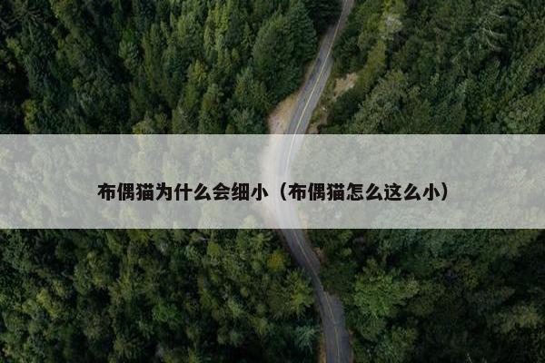 布偶猫为什么会细小（布偶猫怎么这么小）