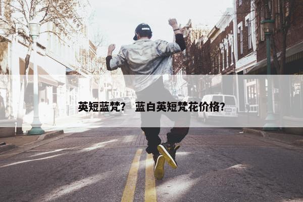 英短蓝梵？ 蓝白英短梵花价格？
