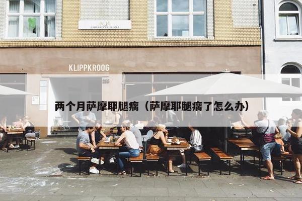 两个月萨摩耶腿瘸（萨摩耶腿瘸了怎么办）