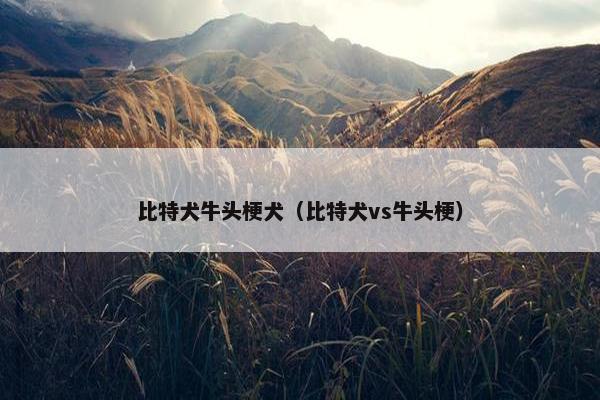 比特犬牛头梗犬（比特犬vs牛头梗）