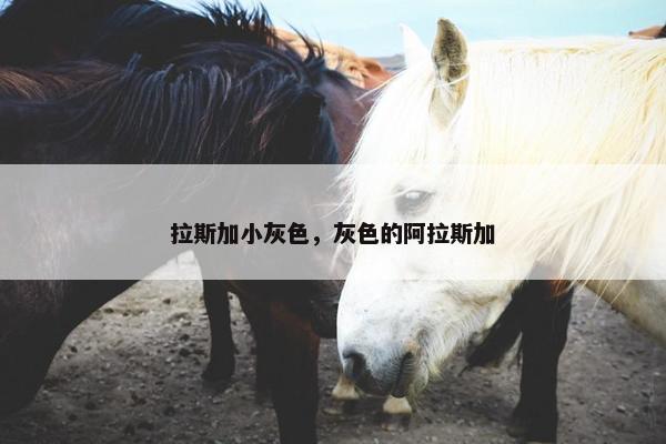 拉斯加小灰色，灰色的阿拉斯加