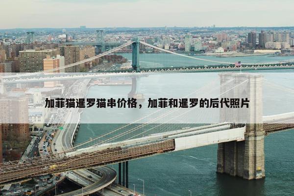 加菲猫暹罗猫串价格，加菲和暹罗的后代照片
